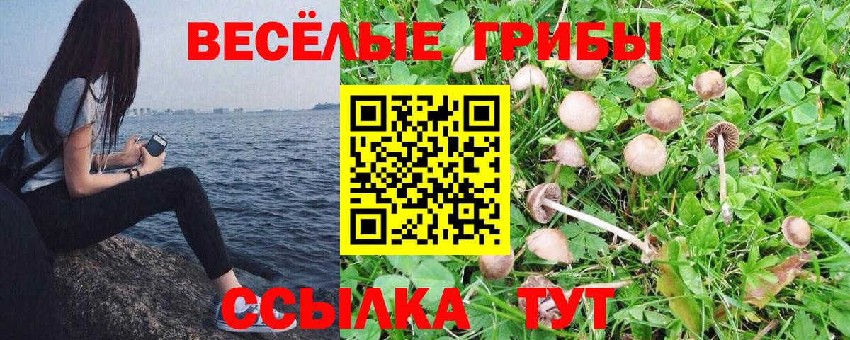 Зерноград  наркотики  Вход с VPN  Галлюциногенные грибы прущие грибы 